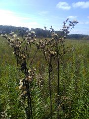 Vernonia fasciculata
