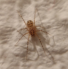 Scytodes thoracica