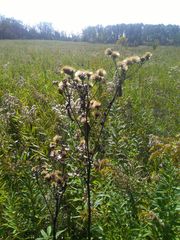 Vernonia fasciculata