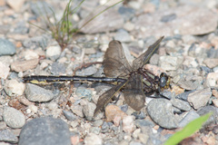 Phanogomphus borealis