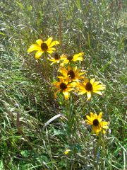 Rudbeckia hirta