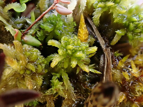 Representative image of Sphagnum contortum
