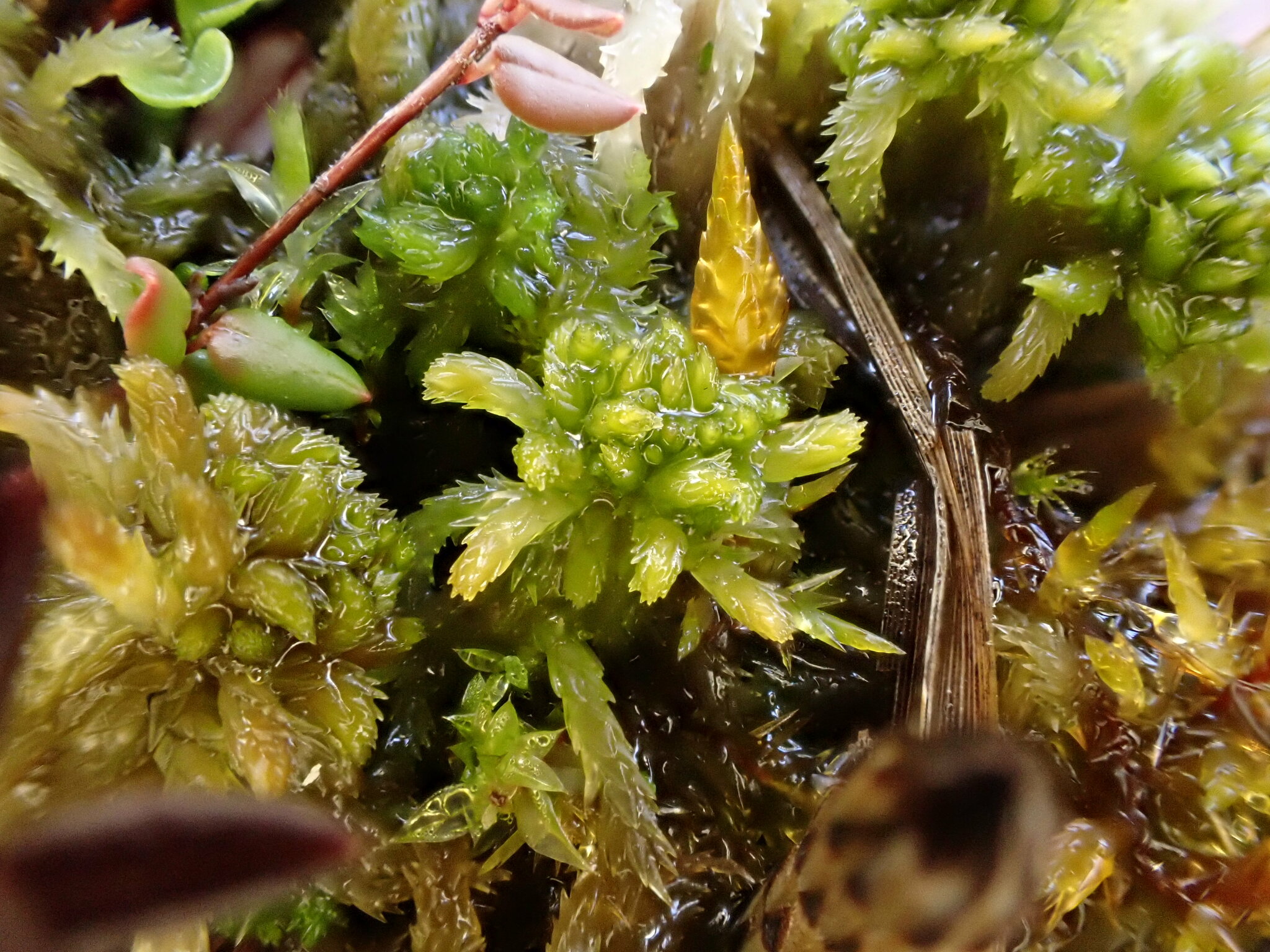 Sphagnum contortum