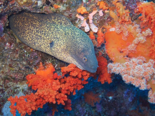 Gymnothorax flavimarginatus