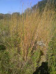 Andropogon gerardi