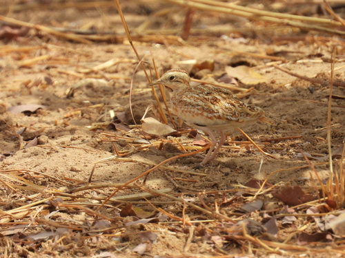 Quail-plover