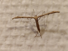 Emmelina monodactyla