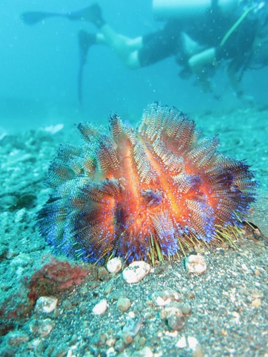 Asthenosoma varium