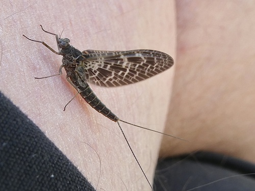 Callibaetis ferrugineus (Walsh, 1862)