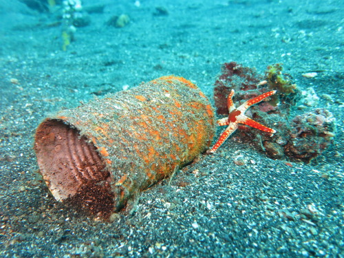 Fromia monilis
