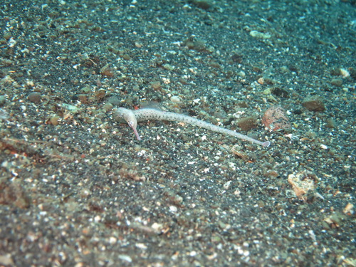 Corythoichthys haematopterus