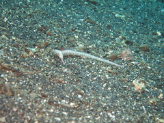 Corythoichthys haematopterus