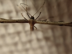 Emmelina monodactyla