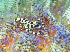 Periclimenes colemani