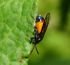 Lophyrotoma analis