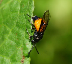 Lophyrotoma analis