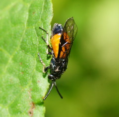 Lophyrotoma analis