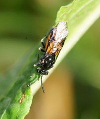 Lophyrotoma analis