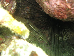 Syngnathidae