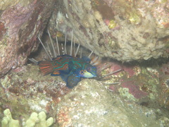 Synchiropus splendidus