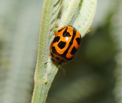 Peltoschema oceanicum
