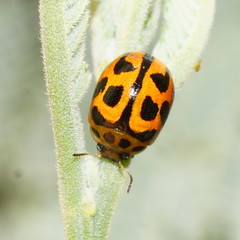 Peltoschema oceanicum