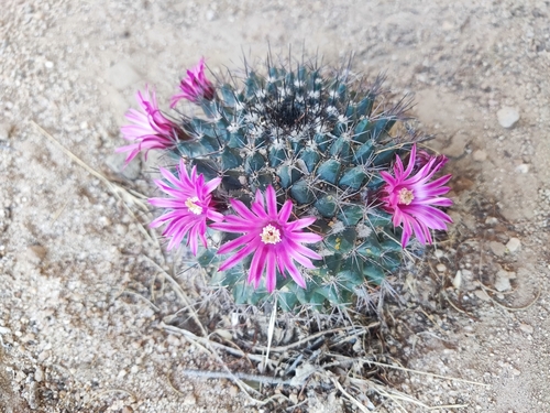 Mammillaria sonorensis