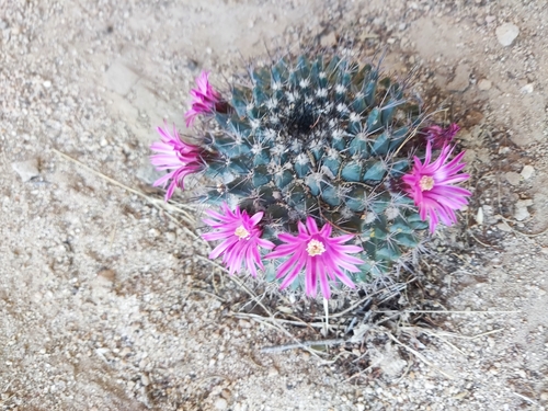 Mammillaria sonorensis