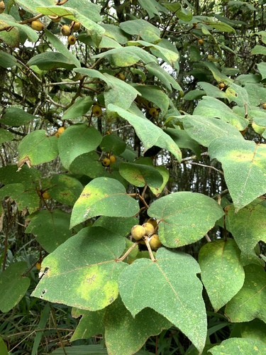Ficus eumorpha (Ficus eumorpha)