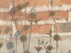 Cynanthus latirostris propinquus