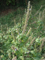 Salvia longispicata
