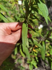 Cistus monspeliensis image