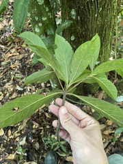 Snakebark tree (Amaioua guianensis)