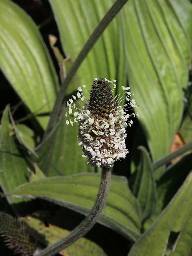 Plantago malato-belizii