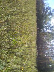 Liatris pycnostachya