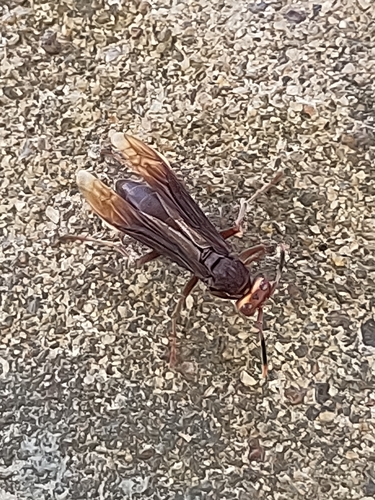 Polistes infuscatus