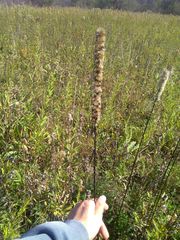 Liatris pycnostachya