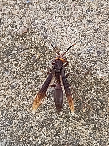 Polistes infuscatus