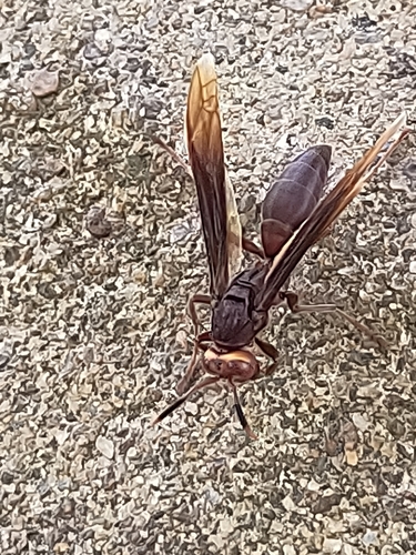 Polistes infuscatus