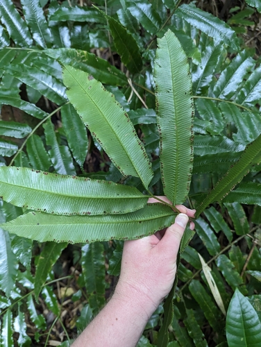 Foto de Desconhecido