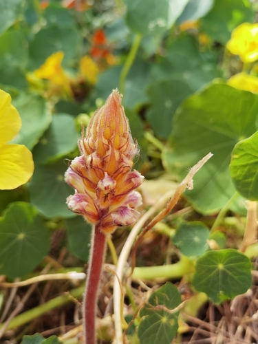 Image of Orobanche crenata by no rights reserved