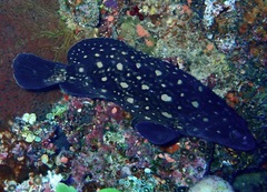 Epinephelus coeruleopunctatus