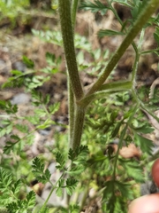 Daucus carota image