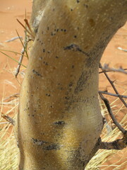 Parkinsonia africana image