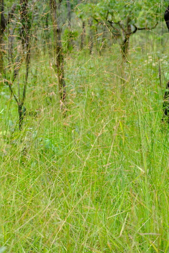 Tristachya hubbardiana
