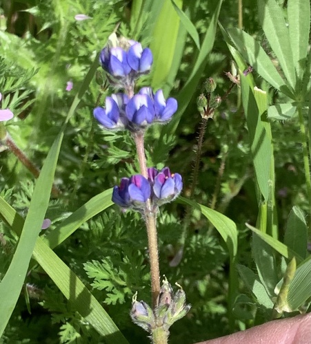 Lupinus bicolor ssp. pipersmithii