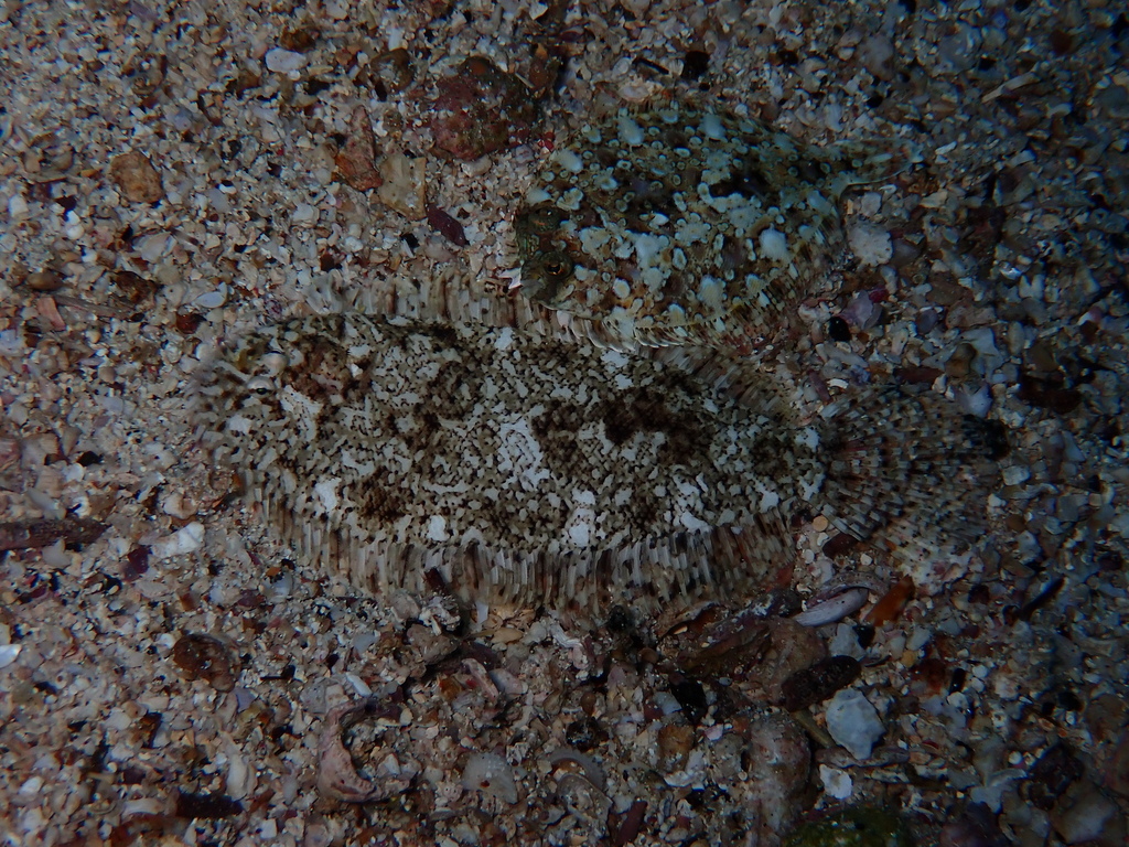 Reticulated Sole