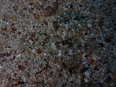 Reticulated Sole photo 1