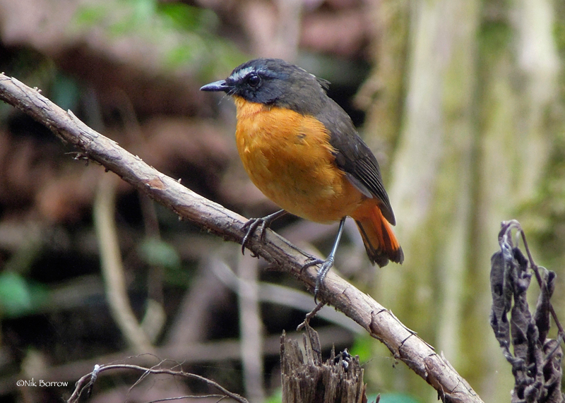 Mountain Robin-Chat (Cossyphicula isabellae) photo