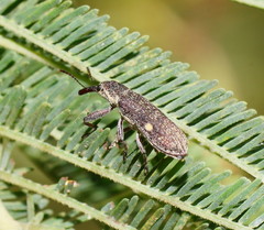 Rhinotia bimaculata